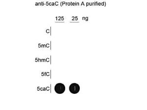 Anti-5caC Rabbit polyclonal antibody