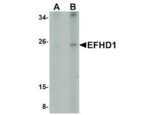 Anti-EFHD1 Rabbit polyclonal antibody