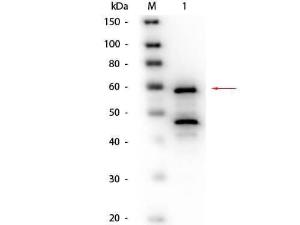 Anti-Bilirubin Oxidase Goat polyclonal antibody (Biotin)