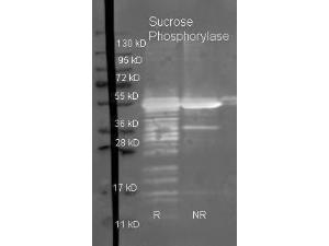 Anti-ycjM Goat polyclonal antibody (BAC)