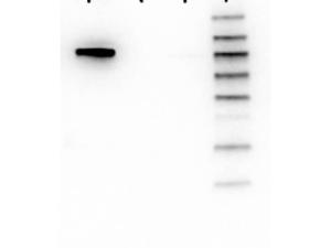 Anti-AKT1 Mouse monoclonal antibody [clone: 5E5.F5.D7]