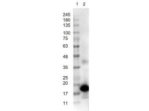 Anti-KTI3 Rabbit polyclonal antibody