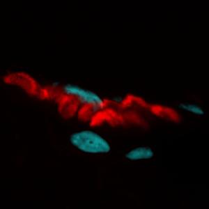 Rat skeletal muscle stained with CF®594 and alpha-bungarotoxin (red), nuclei are stained blue with DAPI