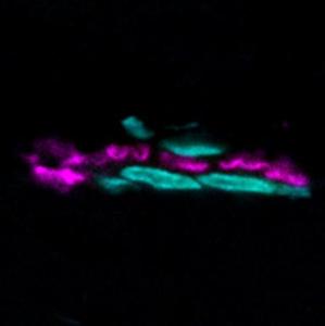 Rat skeletal muscle stained with CF®633 alpha-bungarotoxin (magenta), nuclei are stained with DAPI (cyan)
