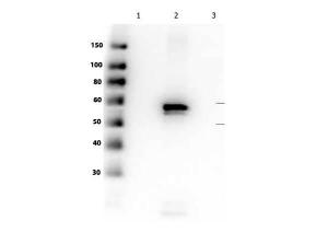Anti-AKT2 Mouse monoclonal antibody [clone: 16C8.E4.G7.E9]