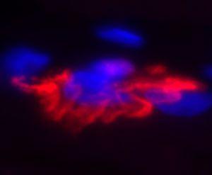 Rat skeletal muscle stained with CF®633 alpha-bungarotoxin (red), nuclei are stained with DAPI (blue)