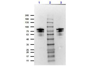 Anti-BBU94A_0149 Rabbit polyclonal antibody