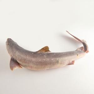 Ward's® Preserved Dogfish Sharks, 22 to 27"