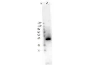 Anti-LAC1 Rabbit polyclonal antibody