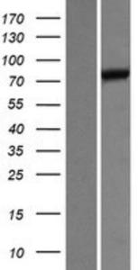 UNC84B Lysate (Adult Normal), Novus Biologicals (NBP2-07182)