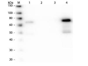 Anti-IgM µ Goat polyclonal antibody (TRITC (Tetramethylrhodamine Isothiocyanate))