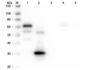 Anti-IgG Rabbit polyclonal antibody (TRITC (Tetramethylrhodamine Isothiocyanate))