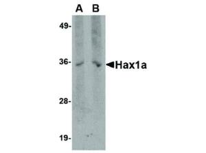 Anti-HAX1 Mouse monoclonal antibody [Clone: [9G3D11]]