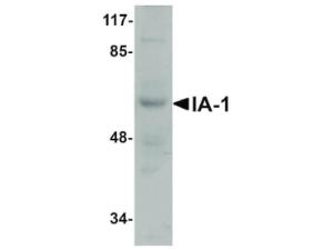Anti-INSM1 Rabbit polyclonal antibody