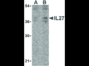 Anti-IL27 Rabbit polyclonal antibody