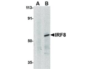 Anti-IRF3 Rabbit polyclonal antibody