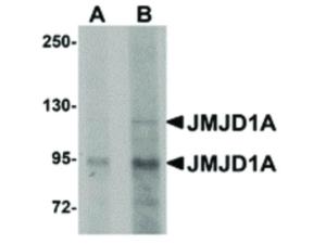 Anti-KDM3A Rabbit polyclonal antibody