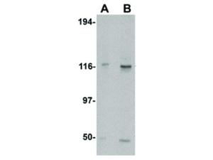 Anti-KIF5A Rabbit polyclonal antibody