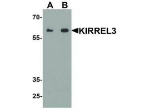 Anti-KIRREL3 Rabbit polyclonal antibody