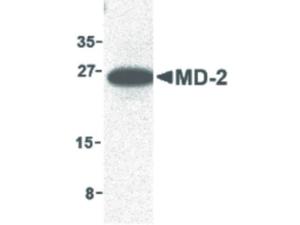 Anti-LY96 Rabbit polyclonal antibody