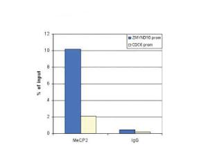 Anti-MECP2 Rabbit polyclonal antibody