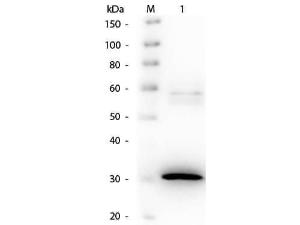 Anti-NAM-DH Goat polyclonal antibody (BAC)