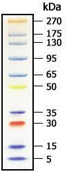 Multicolor Protein Standard