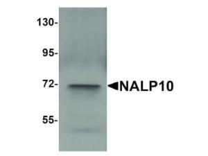 Anti-NLRP10 Rabbit polyclonal antibody