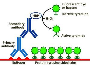 Tyramide antibody HRP