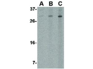 Anti-ORAI2 Rabbit polyclonal antibody