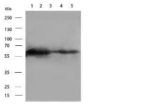 Anti-PXN Mouse monoclonal antibody [Clone: PAX-14]