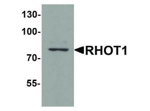 Anti-RHOT1 Rabbit polyclonal antibody
