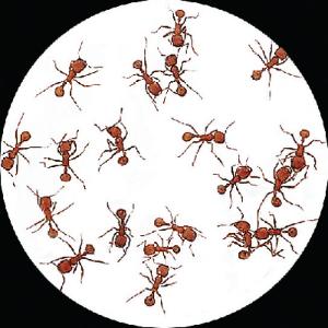470189-404 - LM ANT PK/20 LOWES COUPON