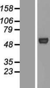 ATG4C Lysate (Adult Normal), Novus Biologicals (NBP2-05958)