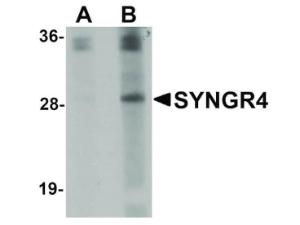 Anti-SYNGR4 Rabbit polyclonal antibody