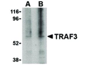 Anti-TRAF3 Rabbit polyclonal antibody