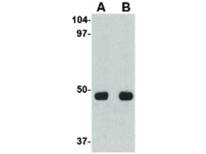 Anti-UNC93A Rabbit polyclonal antibody