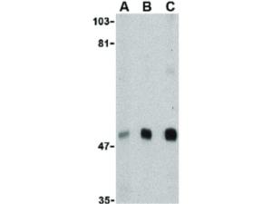 Anti-MAVS Rabbit polyclonal antibody