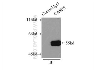 Anti-CASP8 Rabbit Polyclonal Antibody