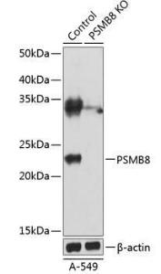Anti-Proteasome 20S LMP7 Rabbit Polyclonal Antibody