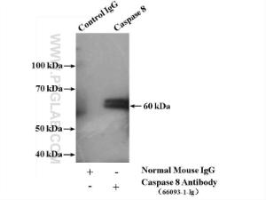 Anti-CASP8 Mouse Monoclonal Antibody [clone: 2B9H8]