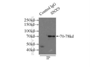 Anti-SNX9 Rabbit Polyclonal Antibody