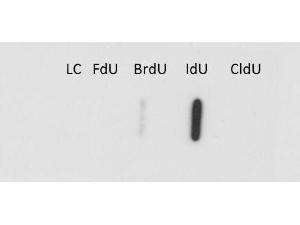 Anti-IdU Mouse monoclonal antibody [Clone: 32D8.D9]