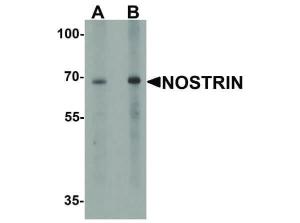 Anti-NOSTRIN Rabbit polyclonal antibody