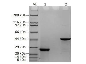 Fab Anti-MS4A1 Recombinant Antibody [clone: Abz522]