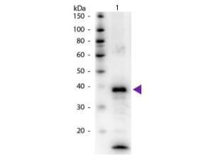 Anti-ARG1 Rabbit polyclonal antibody