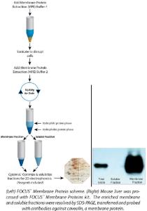 FOCUS™ Membrane Proteins, G-Biosciences