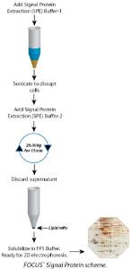 FOCUS™ Signal Protein, G-Biosciences