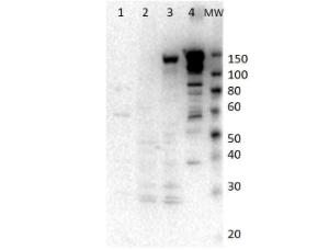 Anti-MYO6 Rabbit polyclonal antibody