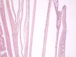 Animal Skin, Composite, Section, Hematoxylin and Eosin Stained Slides